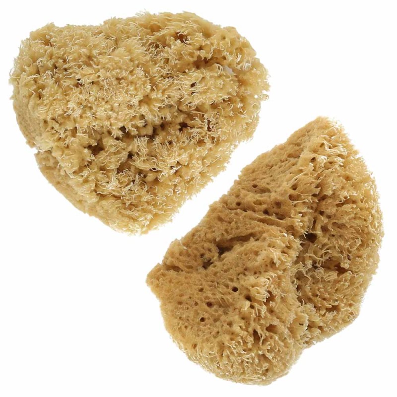 Naturalna gąbka morska 2 szt. L Royal Langnickel R2097